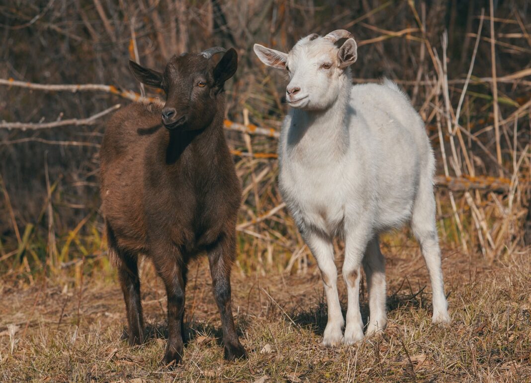 quali animali vivono in montagna