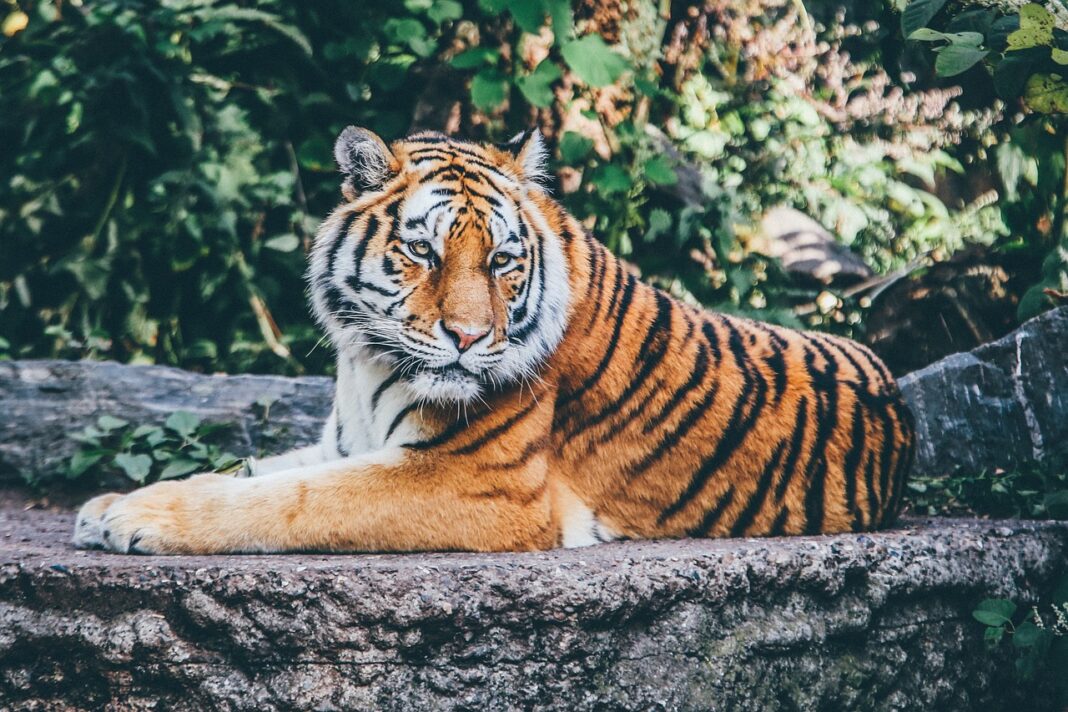 quali animali sono al circo