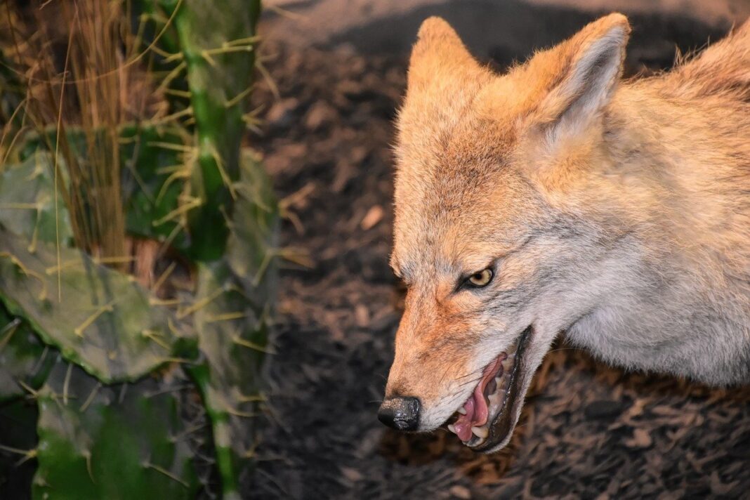 quali animali vivono nella pianura