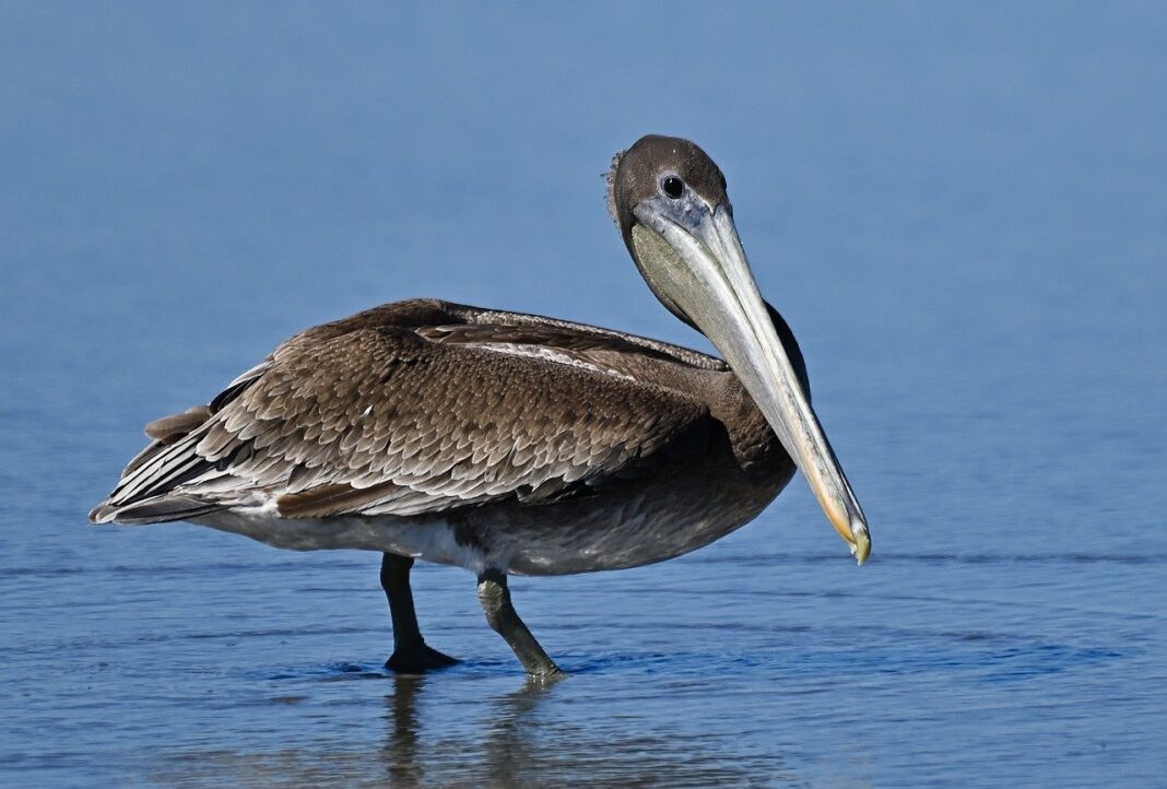 quali animali vivono nel delta del danubio