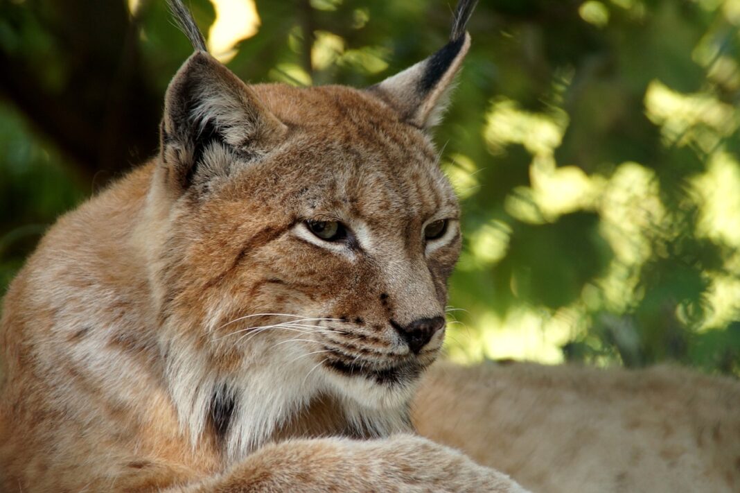 quali animali vivono nella foresta di conifere